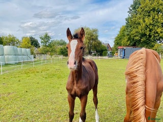 hästar Mycket vackert stoföl E: Esmeraldo i Surte - Annons 23