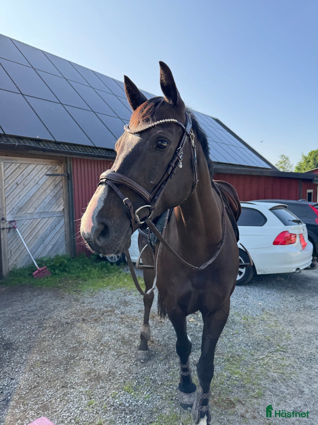 Avel hästar till salu: Snyggt avelsto!/Sällskap i Berghem - Bild 2