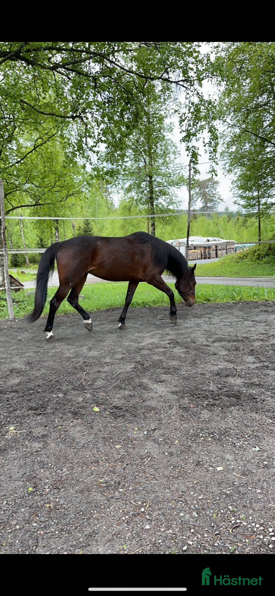 Trav hästar till salu: Trevligt sto med fin stam i Furuby - Annons 5