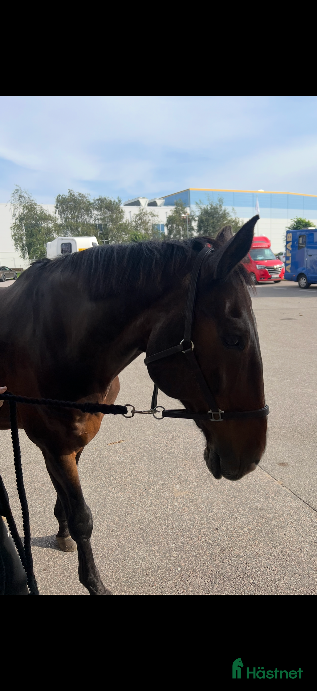  foderhäst finnes: Halvfoder i Borås - Annons 1