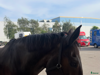 foderhäst Halvfoder i Borås - Annons 4