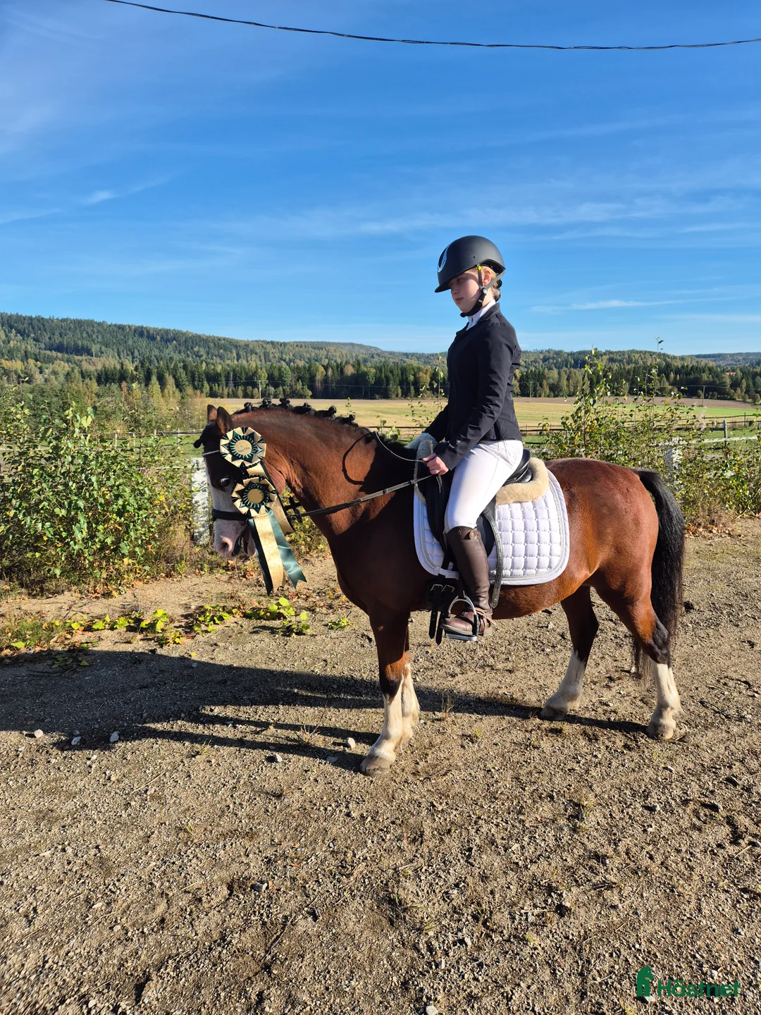 Allround hästar till salu: Söt som socker. Ev bytes - Annons 2