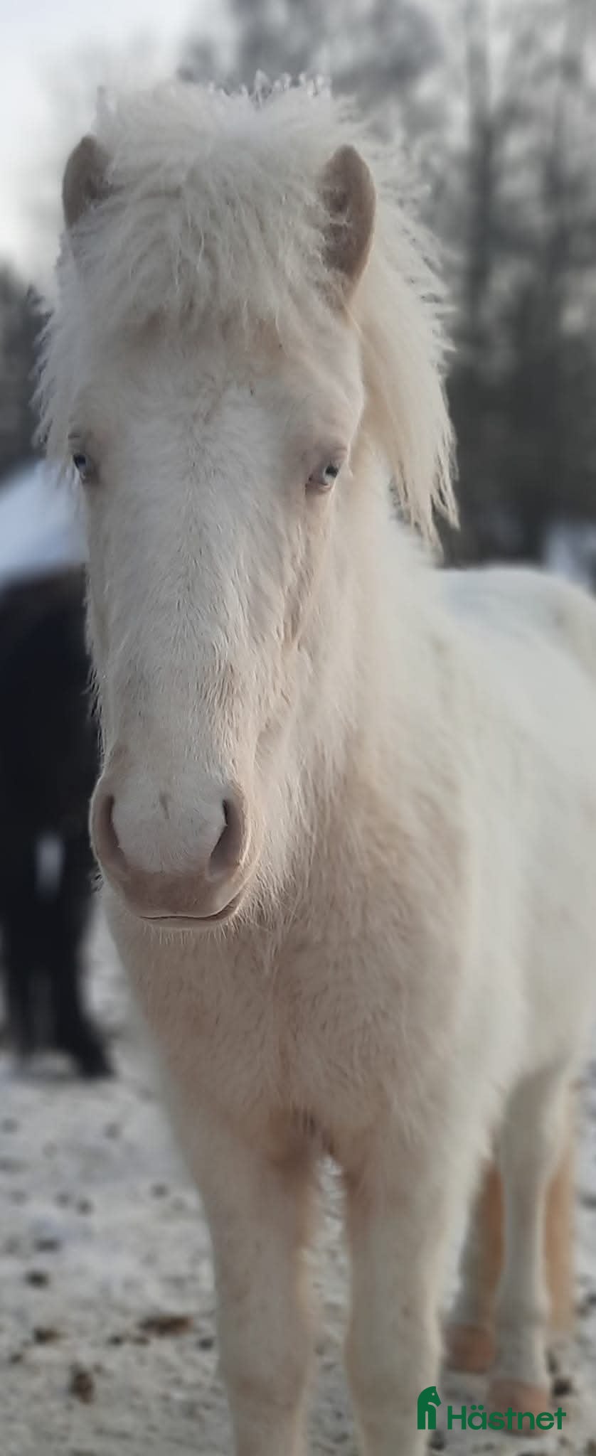  hästar Vackert och Lovande ungsto med fantastisk färg ❤️ - Annons 4