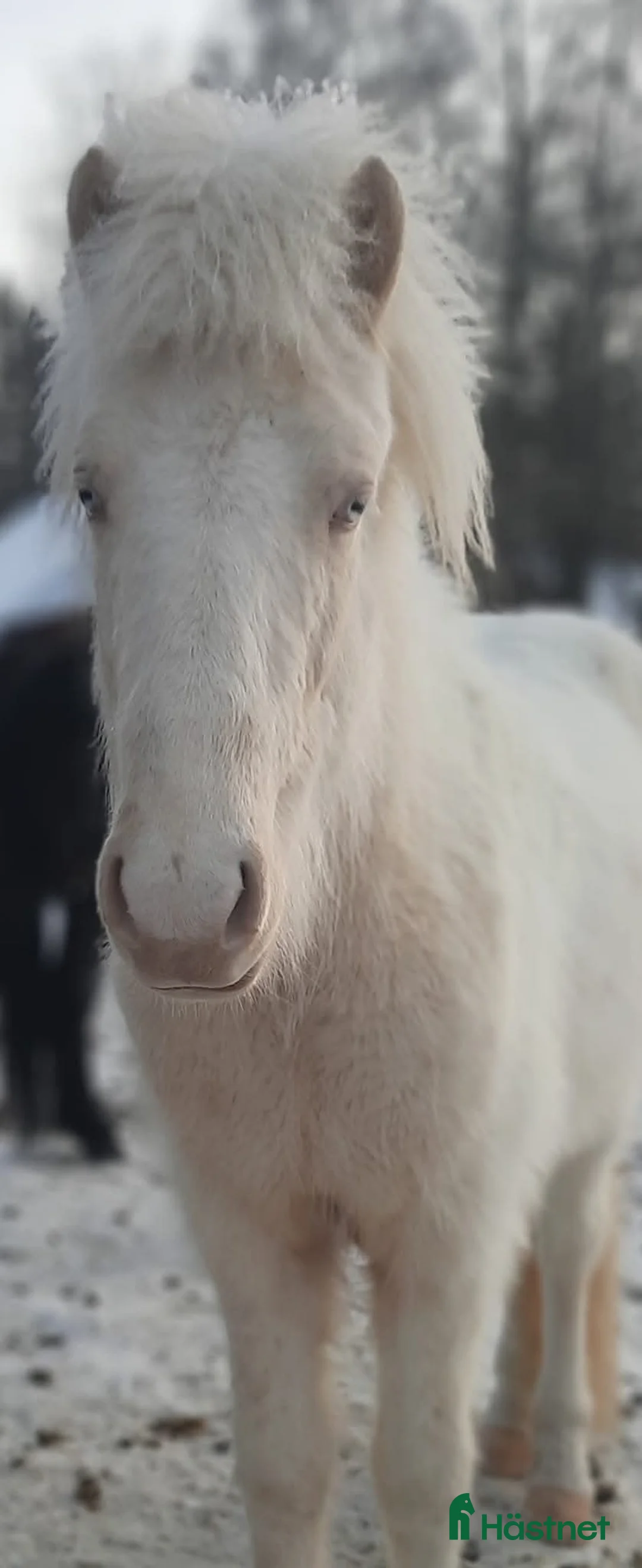 Island hästar till salu: Vackert och Lovande ungsto med fantastisk färg ❤️ - Annons 1