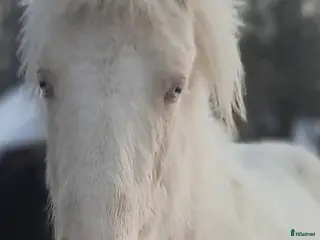 hästar Vackert och Lovande ungsto med fantastisk färg ❤️ - Annons 4