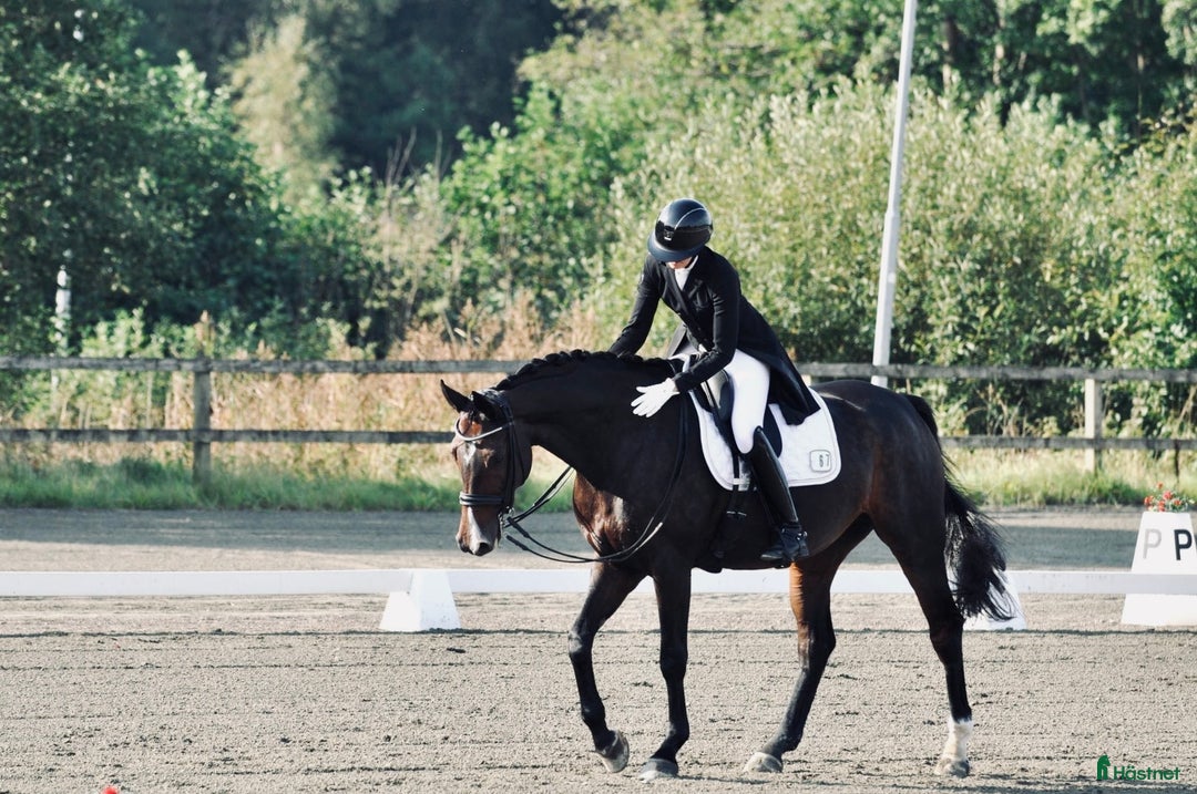  hästservice finnes: Plats för inridning, utbildning & elever i Göteborg - Annons 1