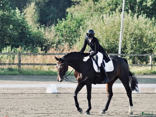 hästservice Plats för inridning, utbildning & elever i Göteborg - Annons 21