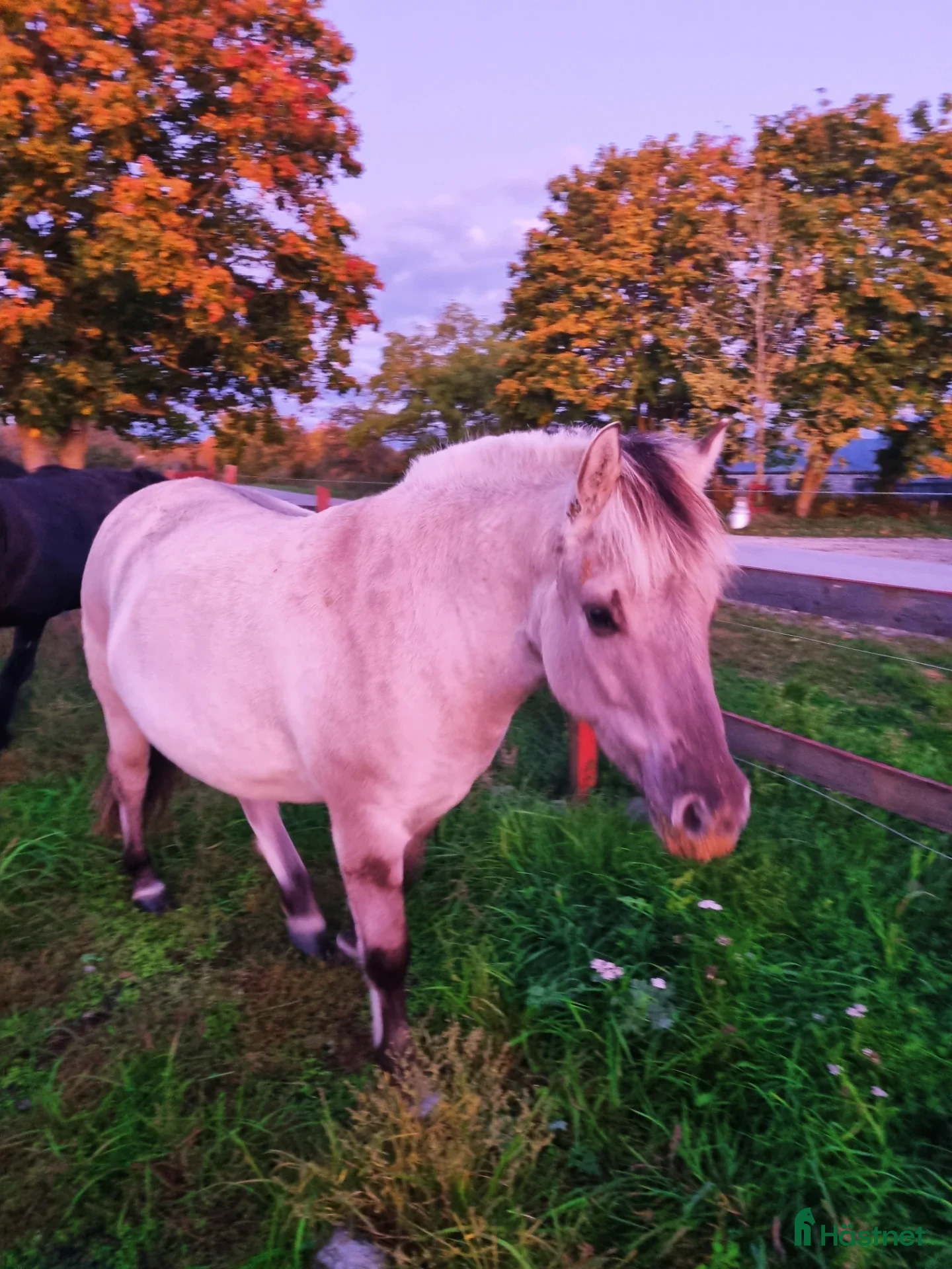  hästar Härlig kille i Stånga - Annons 7