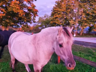 hästar Härlig kille i Stånga - Annons 2