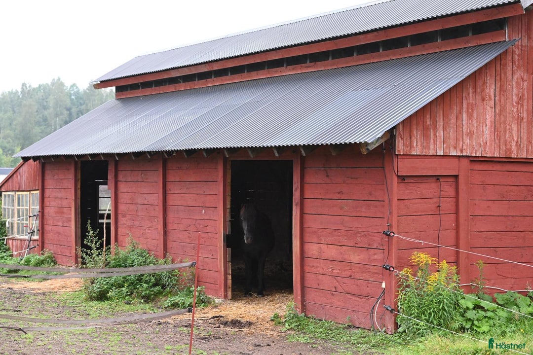  stallplats finnes: Två lediga stallplatser i kollektivstall, Karlstad i Karlstad - Annons 7