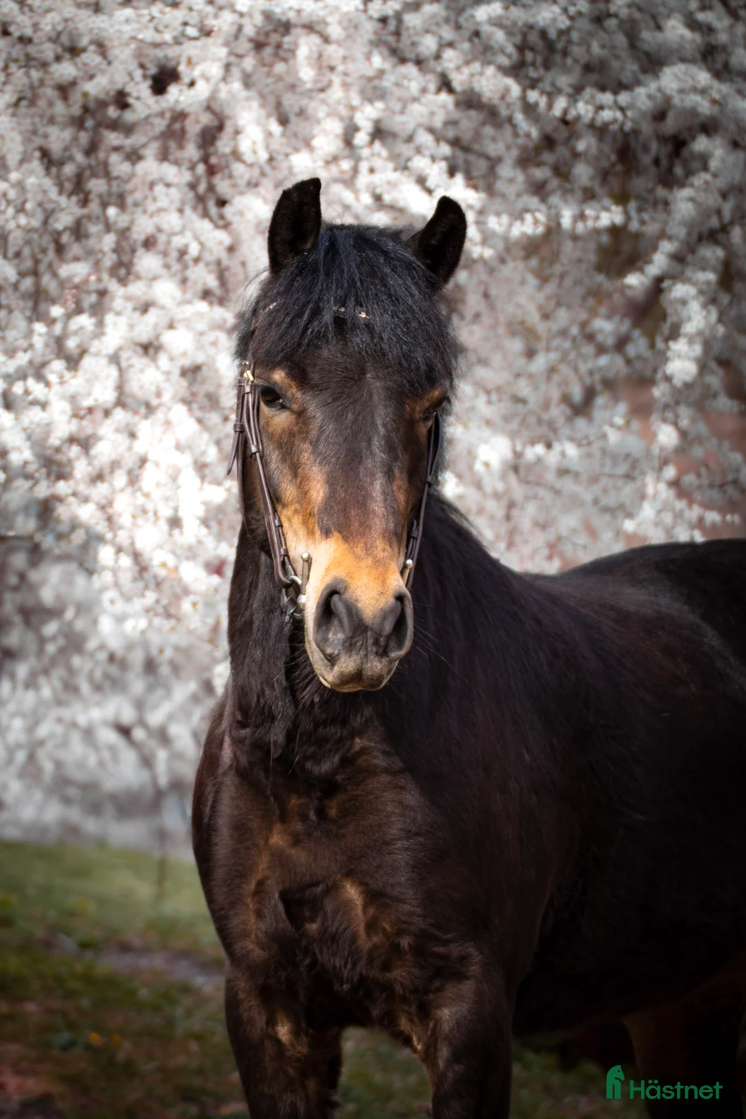 Allround hästar till salu: Rans Leon  i Vendelsö - Annons 4