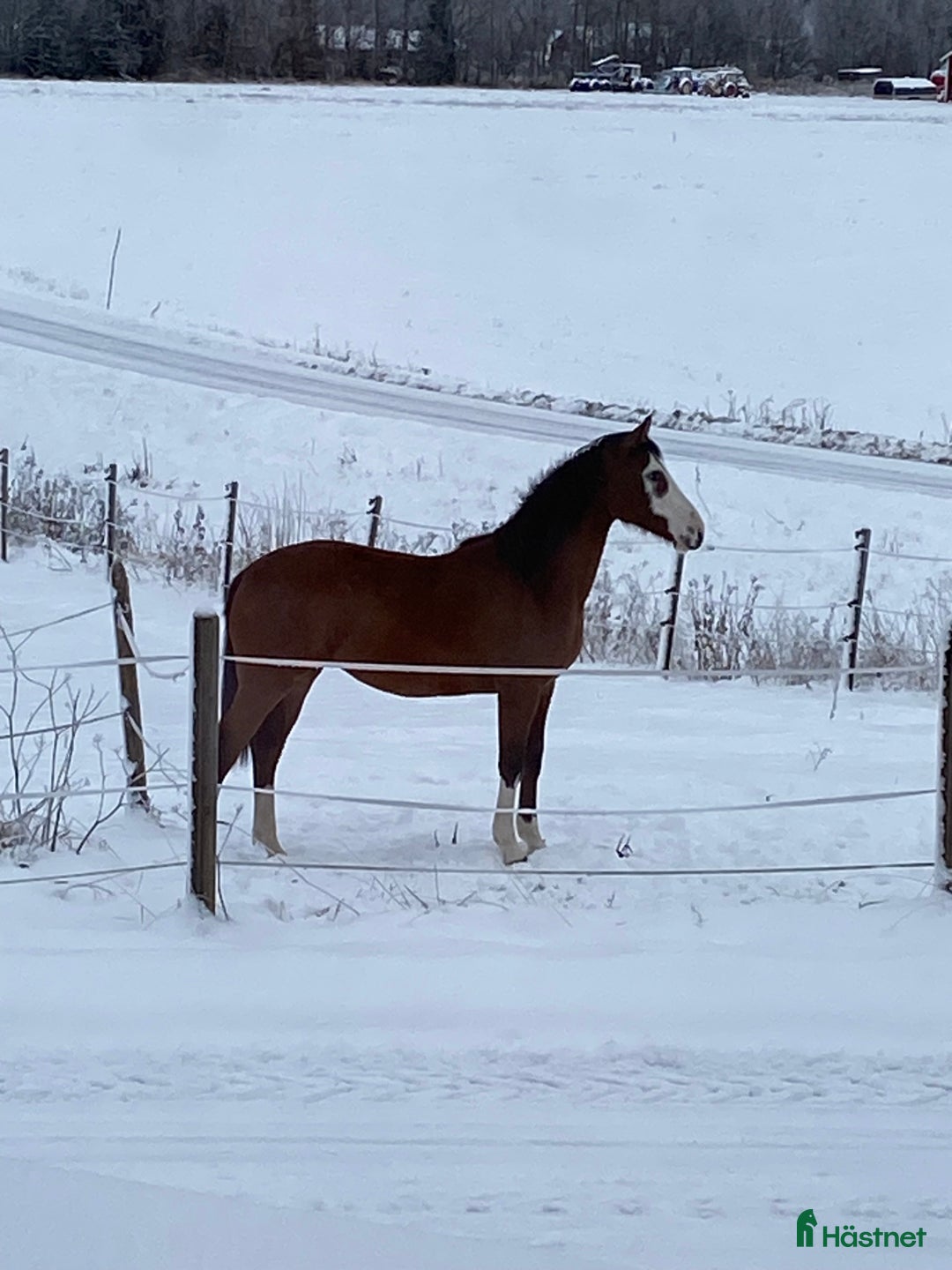 Hoppning hästar till salu: Framtids stjärna!🌟  i Karungi - Annons 2