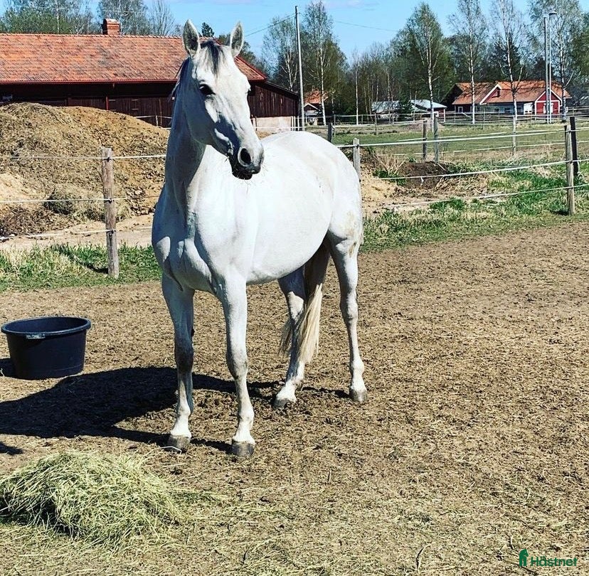  hästar Hobby/tävlingsambitioner ✨🐴 - Annons 1