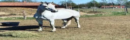 Allround hästar till salu: Hobby/tävlingsambitioner ✨🐴 - Annons 1