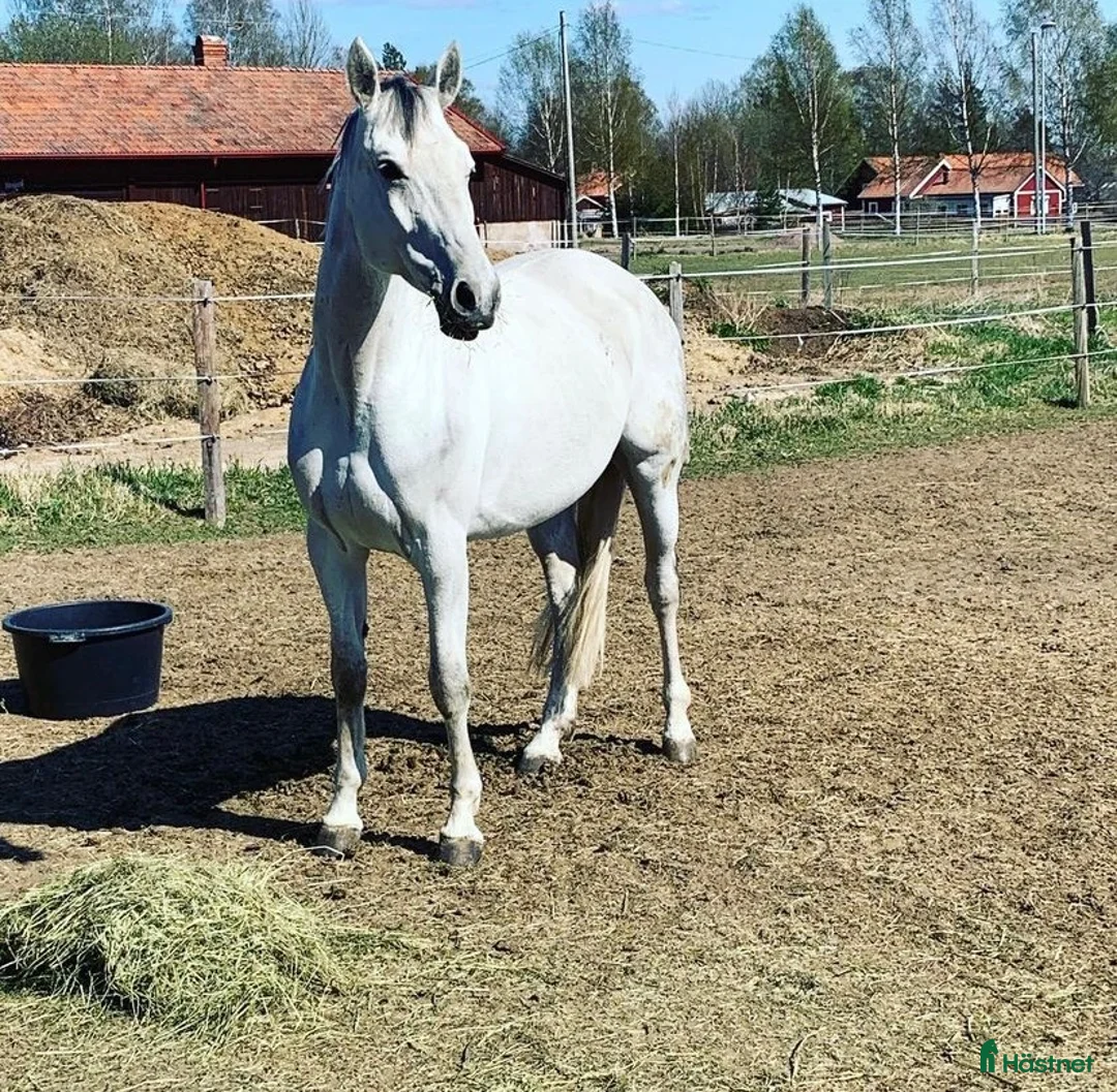 Allround hästar till salu: Hobby/tävlingsambitioner ✨🐴 - Annons 1