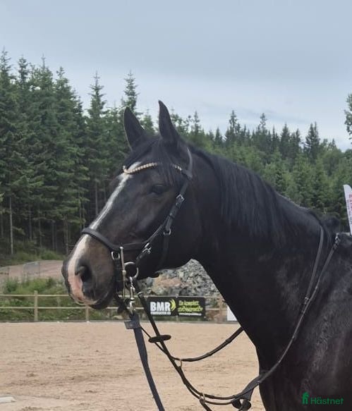  hästar SWB sto f. 2019 - förmånligt pris vid smidig affär - Annons 2