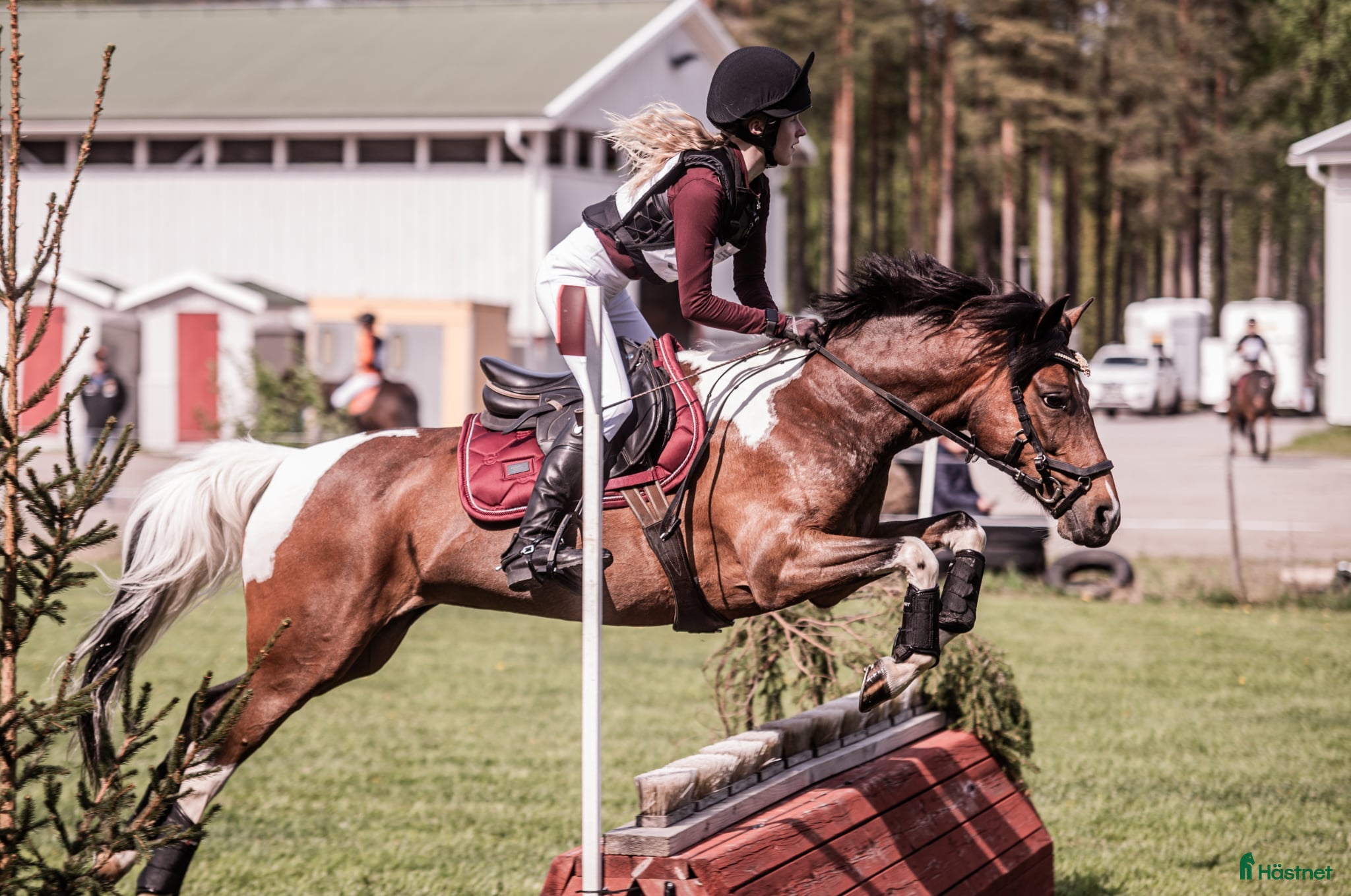  hästar Allroundponny med utstrålning🐴 i Järvsö - Annons 15