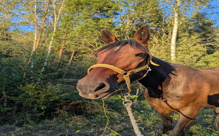  hästar i Almunge - Annons 2