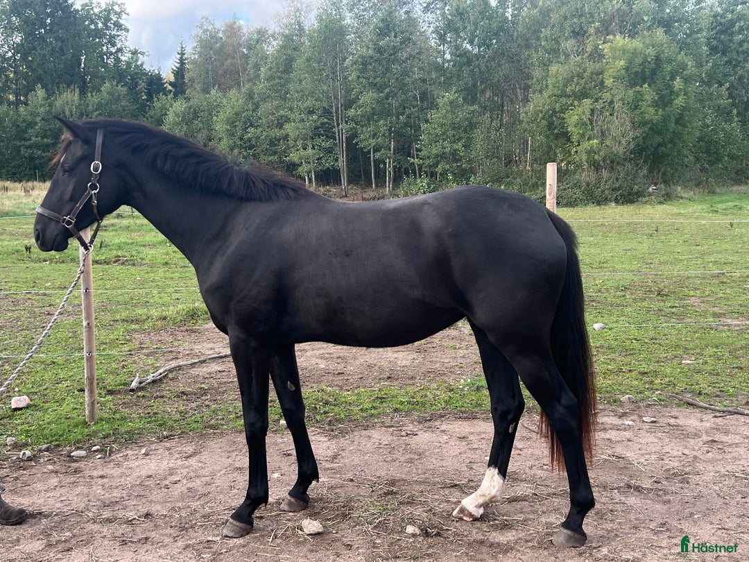 Dressyr hästar till salu: Snyggt, feminint sto e BH St Schufro  i Fågelmara - Annons 2