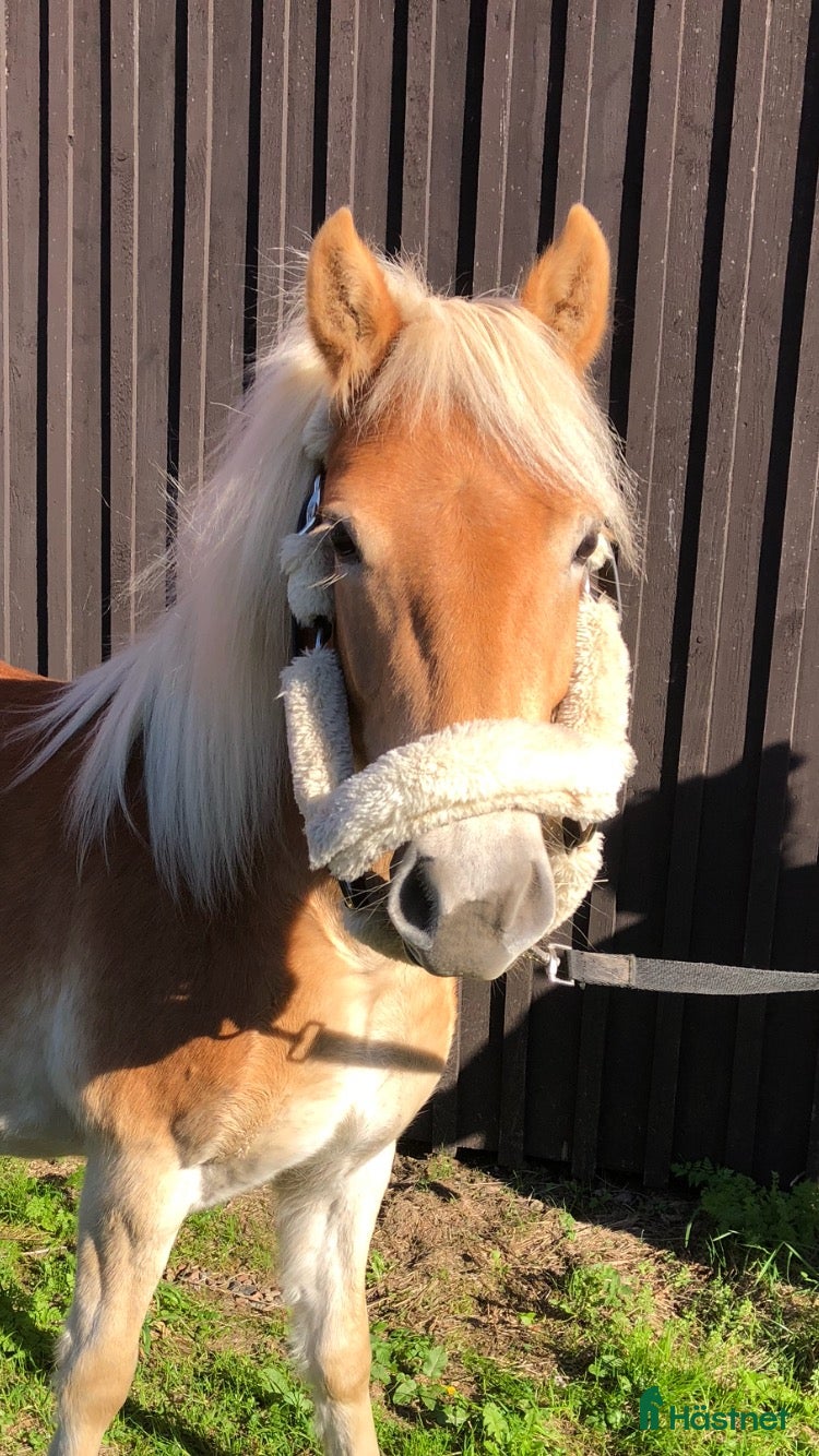  hästar Trevlig inkörd ponny söker nytt hem 💫 - Annons 2