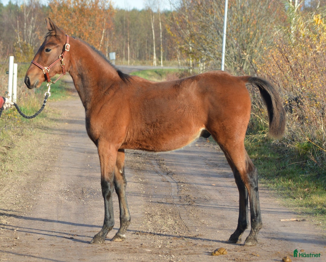 Trav hästar till salu: säljes efter Googoo Gaaga,  Redley Express i Tibro - Annons 10