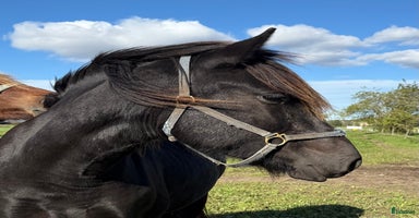  hästar i Borlänge - Annons 1