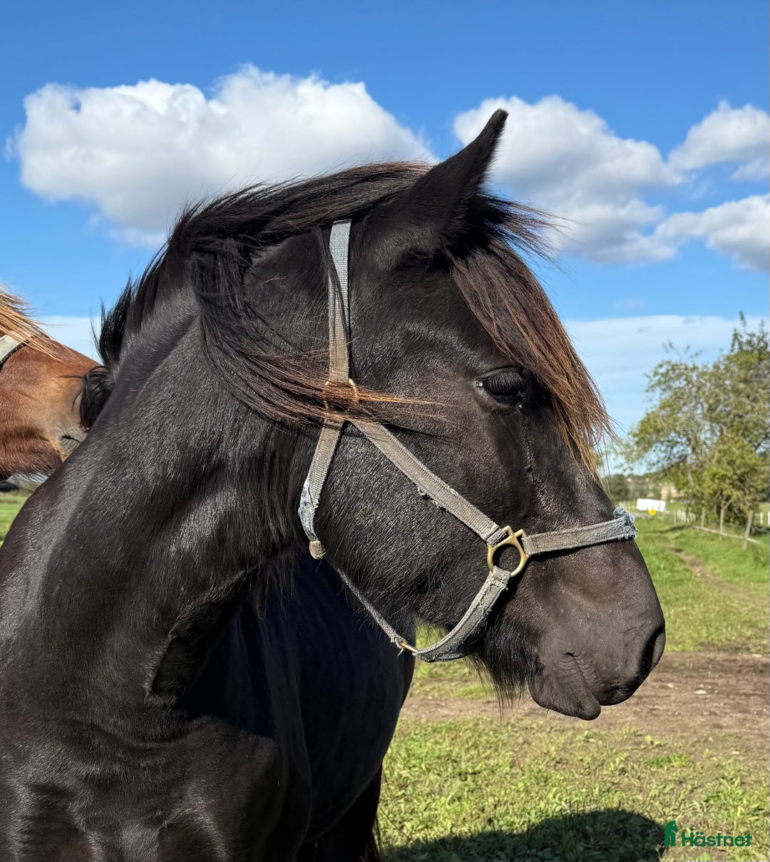 Allround hästar till salu: Inkört kallblodssto i Borlänge - Annons 3