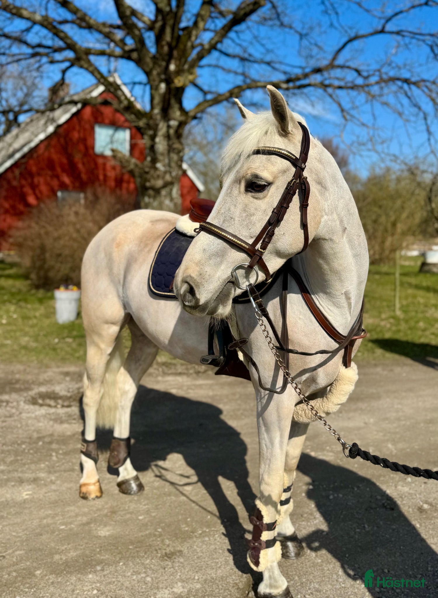  hästar SUPERSNÄLL PONNY 🩵 - Annons 2