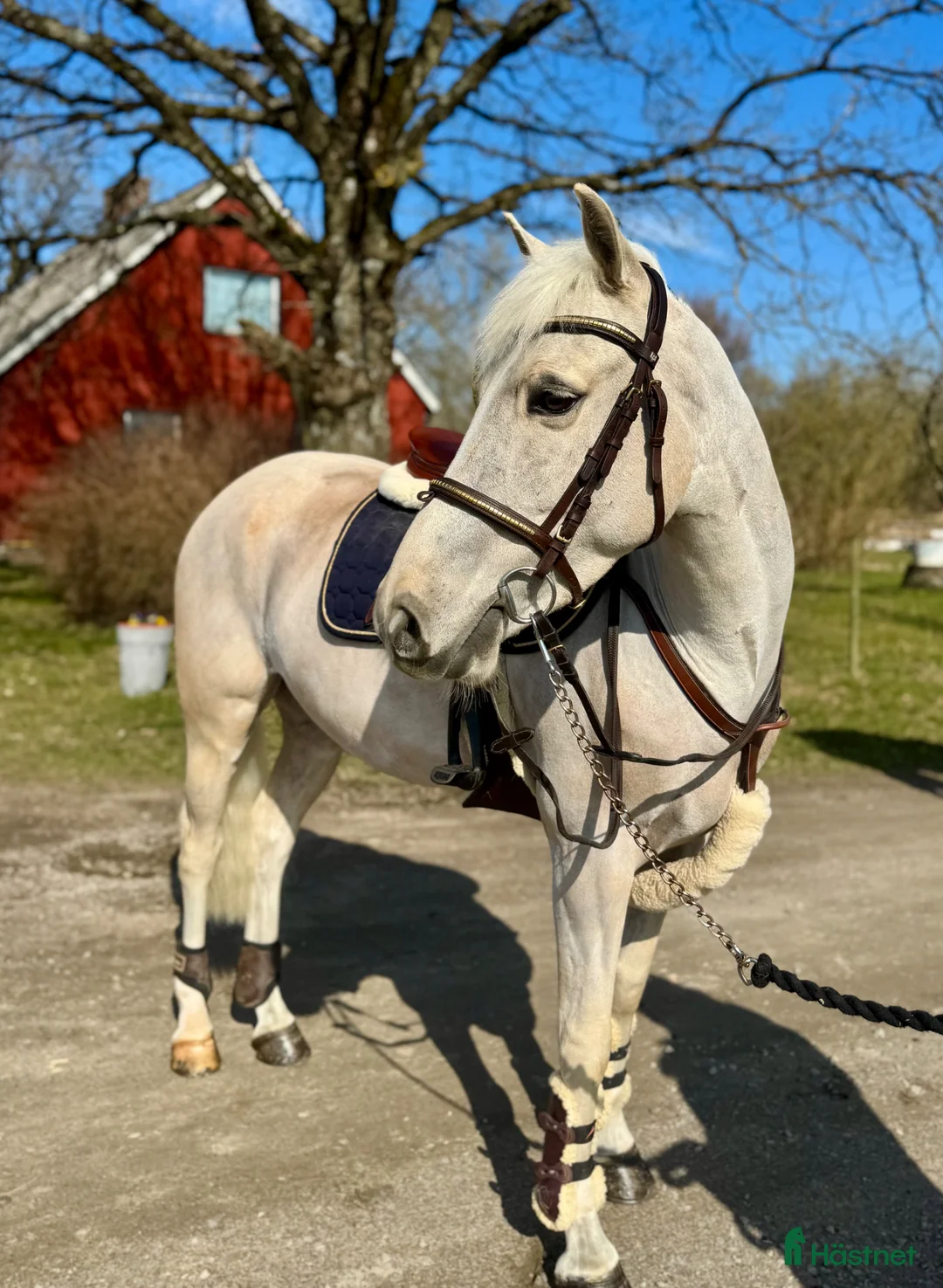 Allround hästar till salu: SUPERSNÄLL PONNY 🩵 - Annons 2