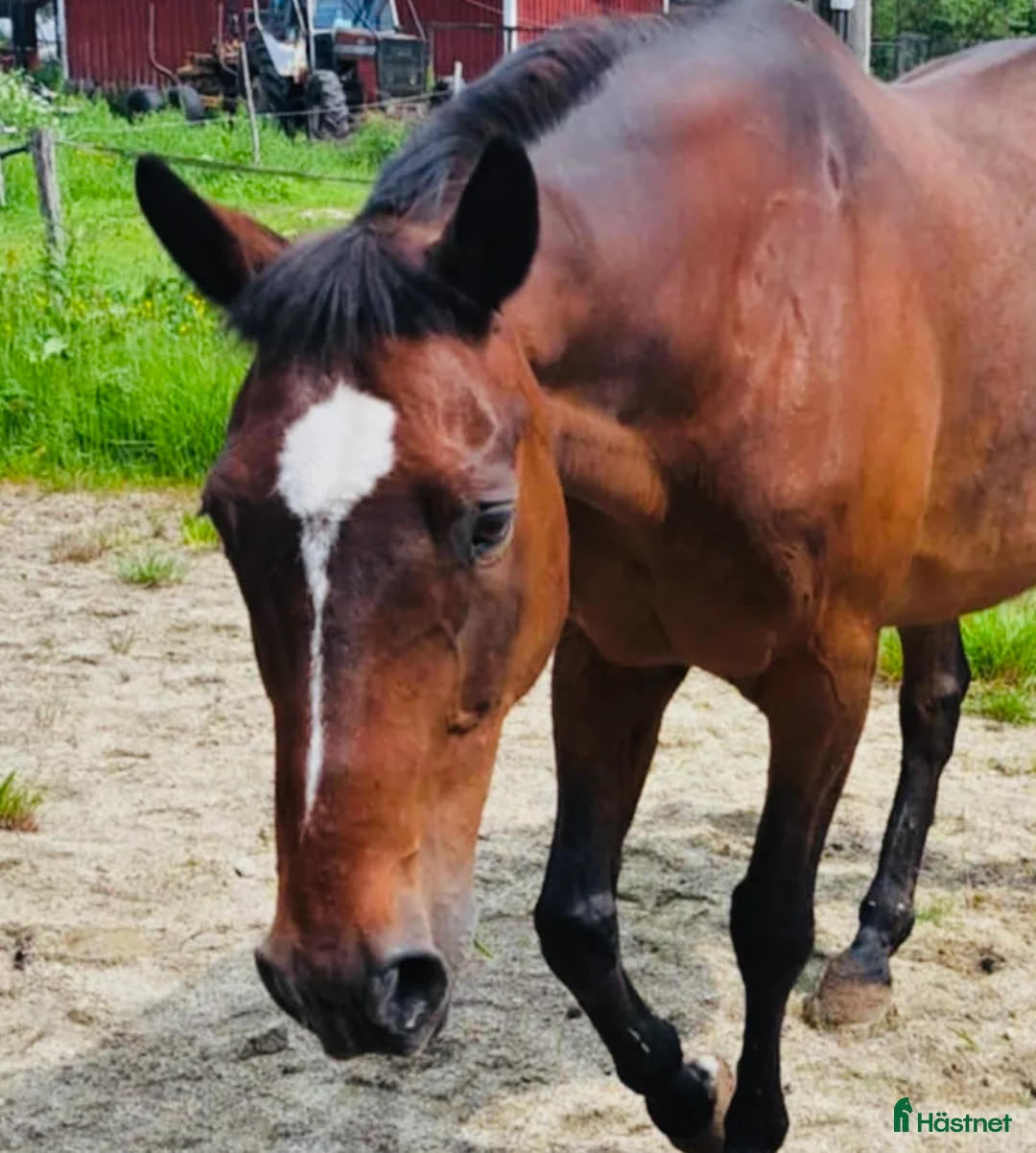 Allround hästar till salu: Trevlig Swb Valack  i Jönköping - Annons 2