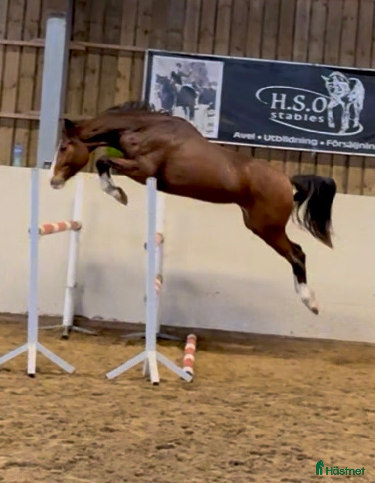 Hoppning hästar till salu: Fantastisk unghäst! i Sölvesborg - Annons 1