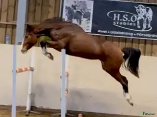 Hoppning hästar till salu: Fantastisk unghäst! i Sölvesborg - Annons 1