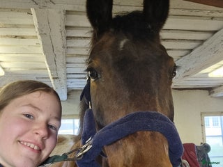 medryttarhäst sökes: Söker Medryttarhäst - Annons 1