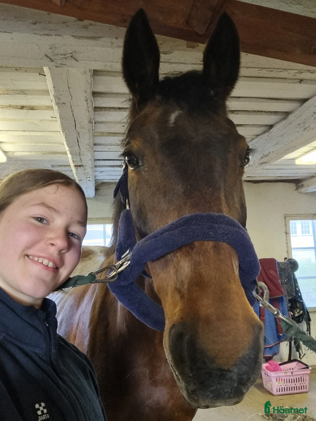  medryttarhäst sökes: Söker Medryttarhäst - Annons 1