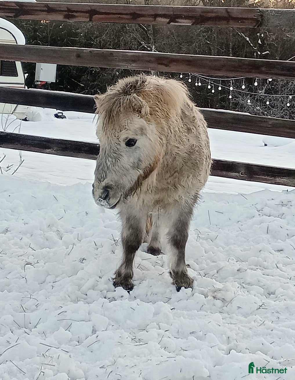  hästar Shetlandshingst 3 år  - Annons 1