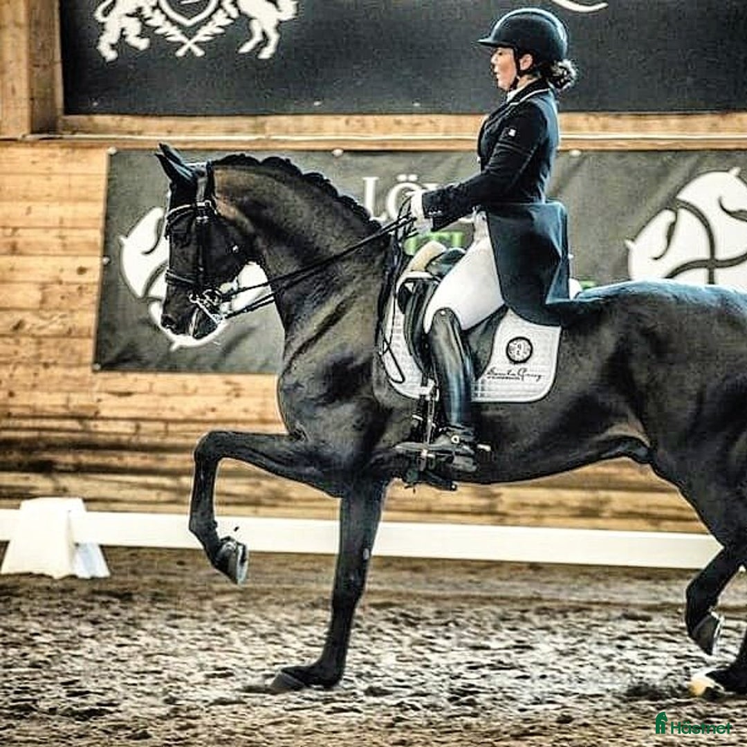 Dressyr hästar till salu: Ögonsten som vill ut och glänsa på tävlingsbanan  i Eslöv - Annons 1