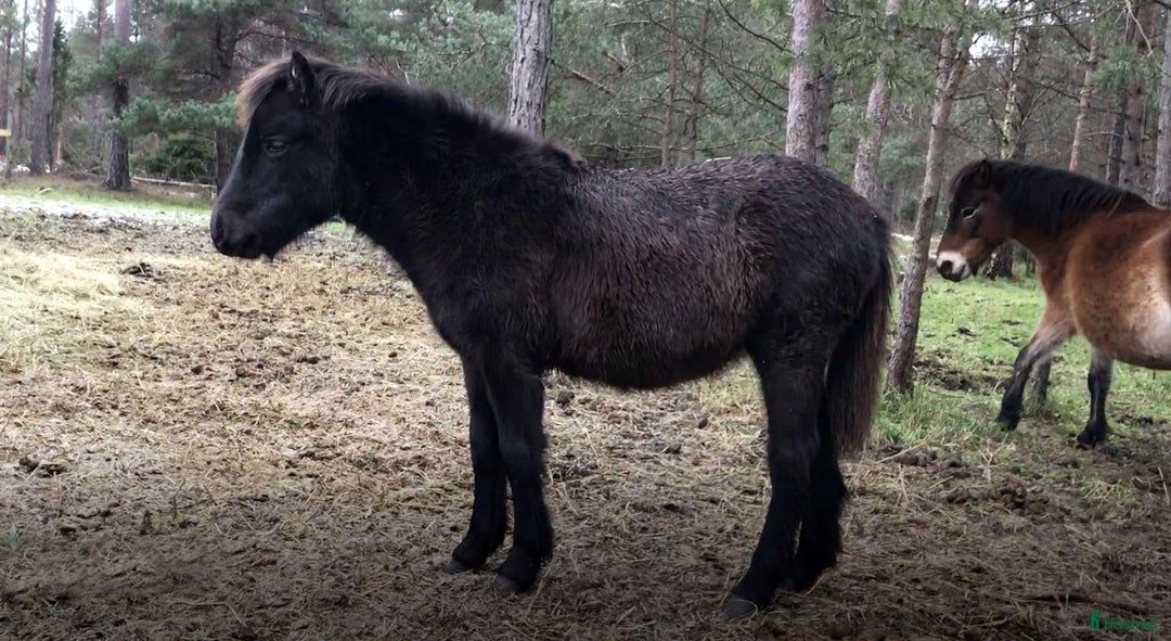 Allround hästar till salu: Gotlandsruss i Lövestad - Bild 4