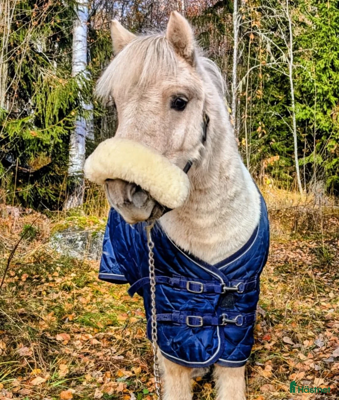 Allround hästar till salu: Framtida allround shetlandsponny  i Matfors - Annons 1