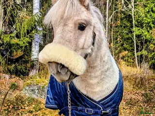 hästar Framtida allround shetlandsponny - Annons 4