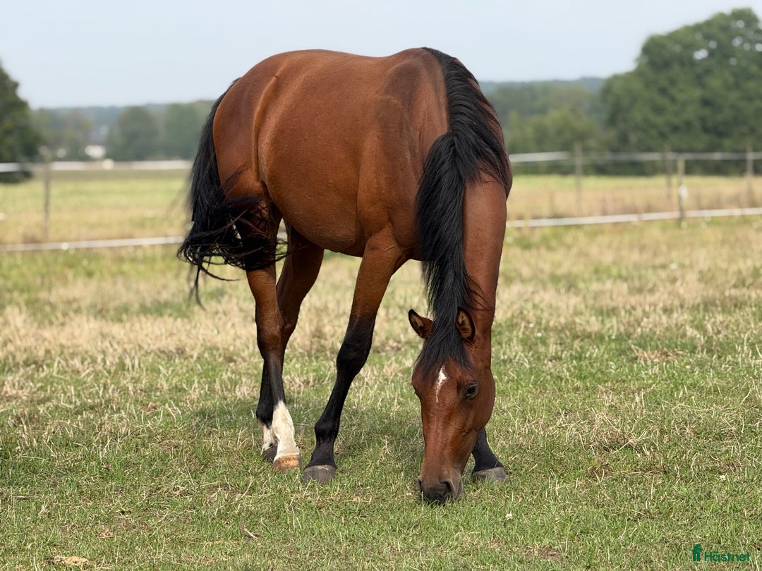 Hoppning hästar till salu: Lovande ungsto i Sölvesborg - Annons 8
