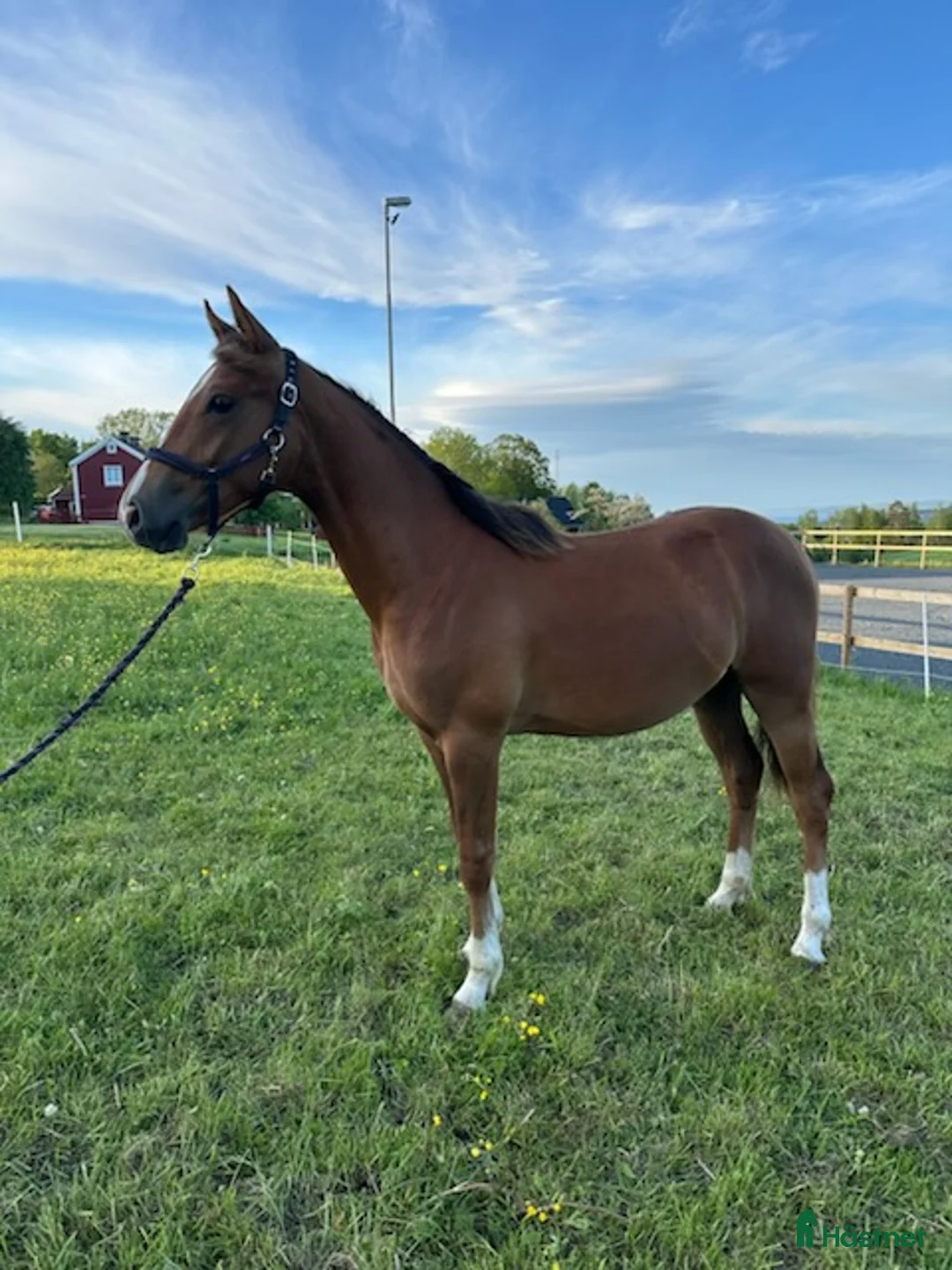 Allround hästar till salu: Welsh partbred - Annons 2