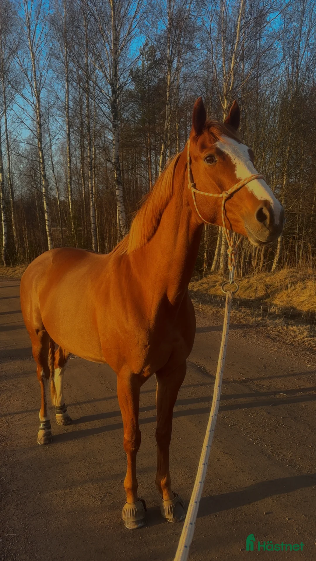 Allround hästar till salu: Sto f. 2017 - Annons 1