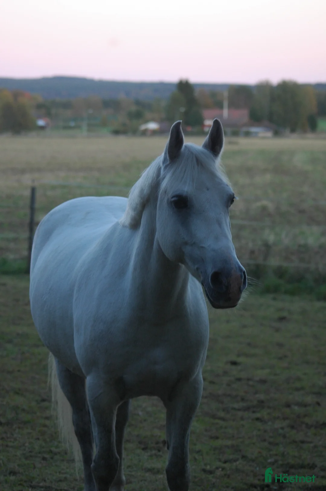 Hoppning hästar till salu: Trevlig ponny  i Skattungbyn - Annons 2