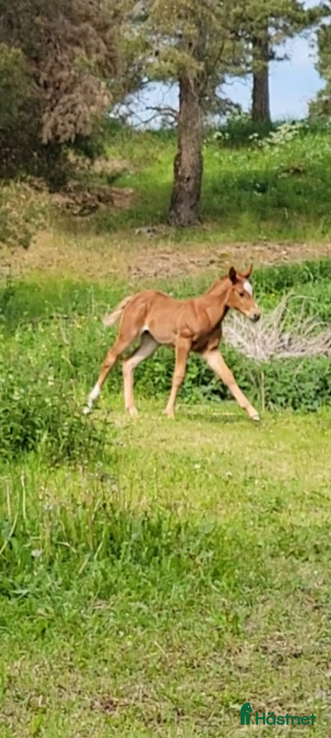 Western hästar till salu: Paint föl med pleasure stam i Uppsala - Annons 4