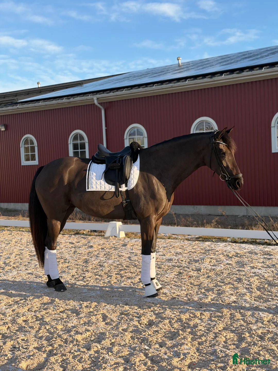 Dressyr hästar till salu: Vackert sto i Tranås - Annons 3