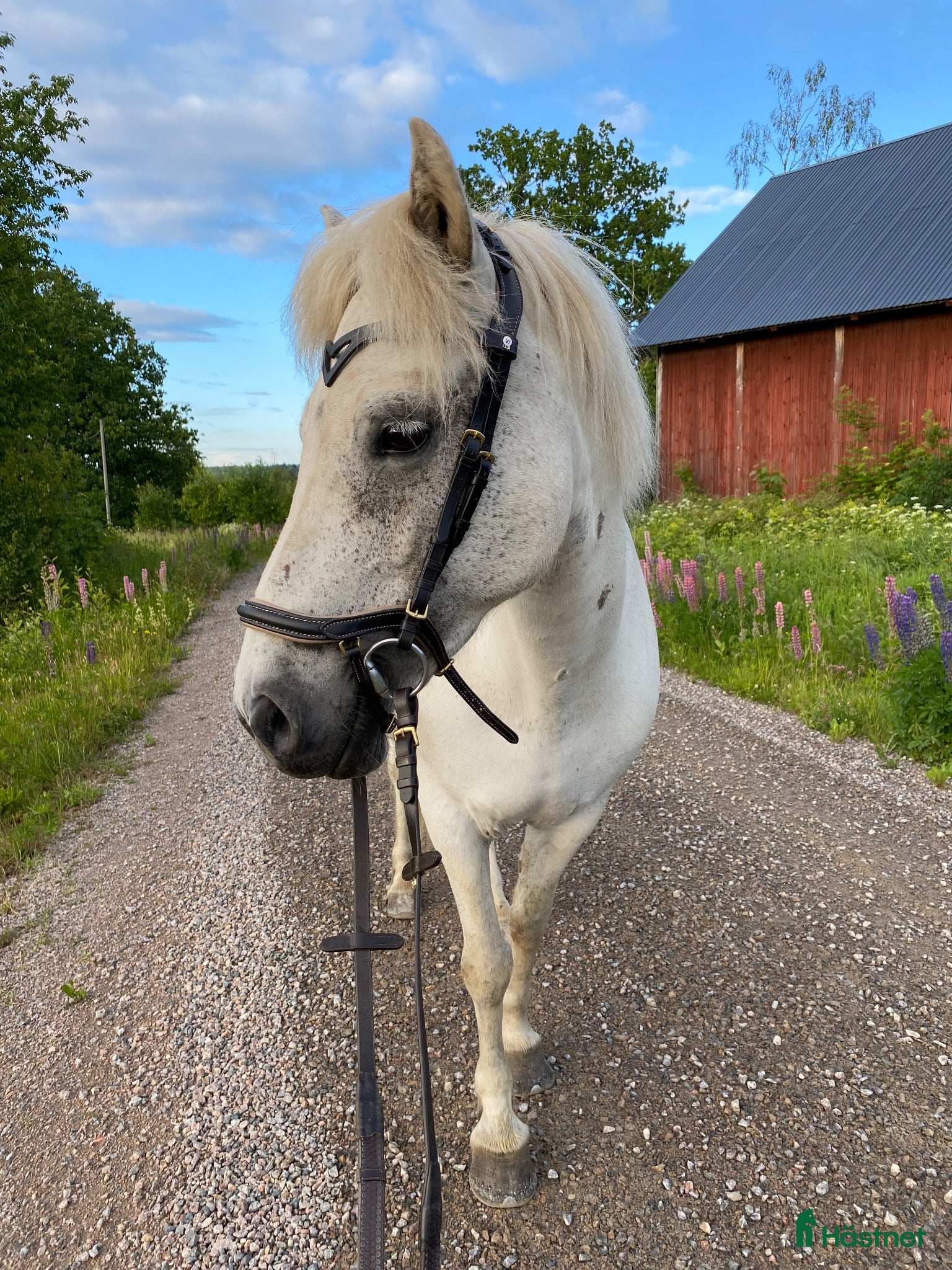 hästar Islandshäststo – 13 år - Annons 2