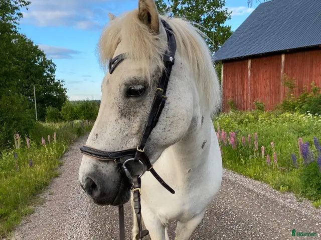hästar till salu: Islandshäststo – 13 år - Annons 2