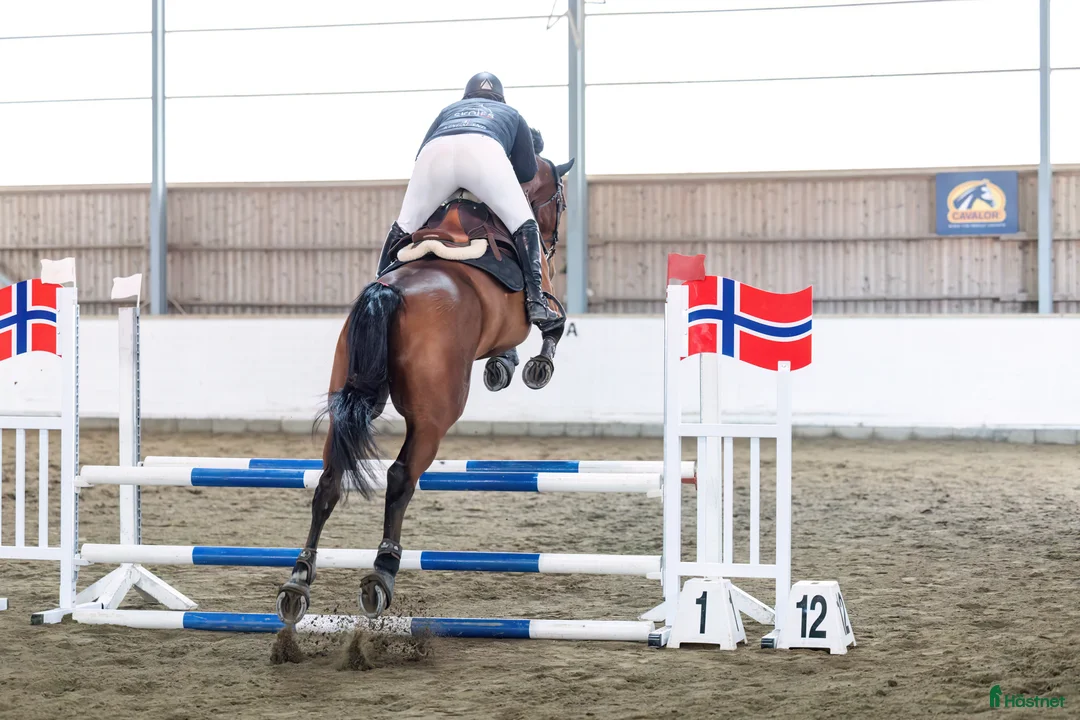 Fälttävlan hästar till salu: Vakker 5års med WOW faktor!! - Annons 2