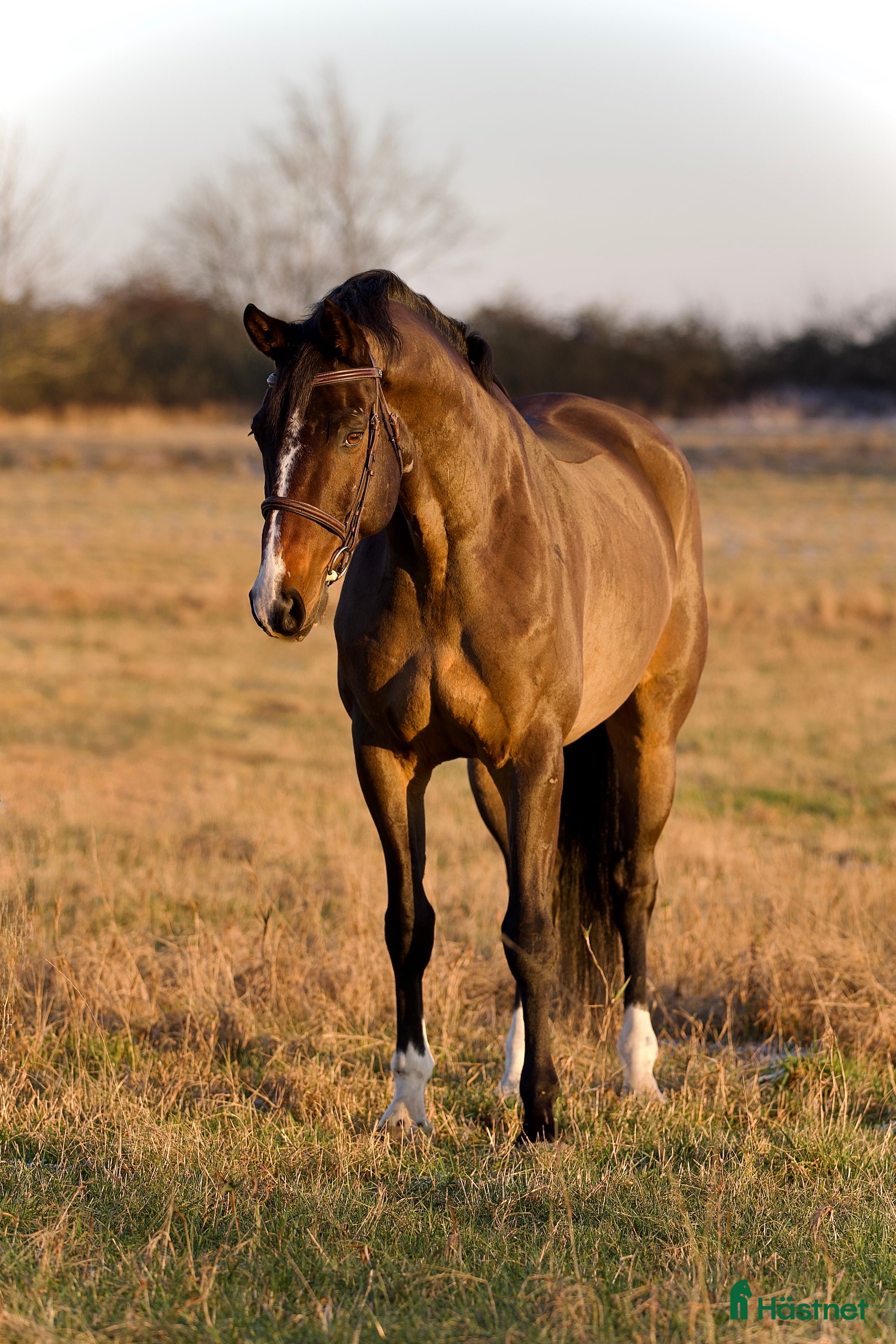  hästar VÄLSTAMMAD VALACK 🩵 - Annons 14