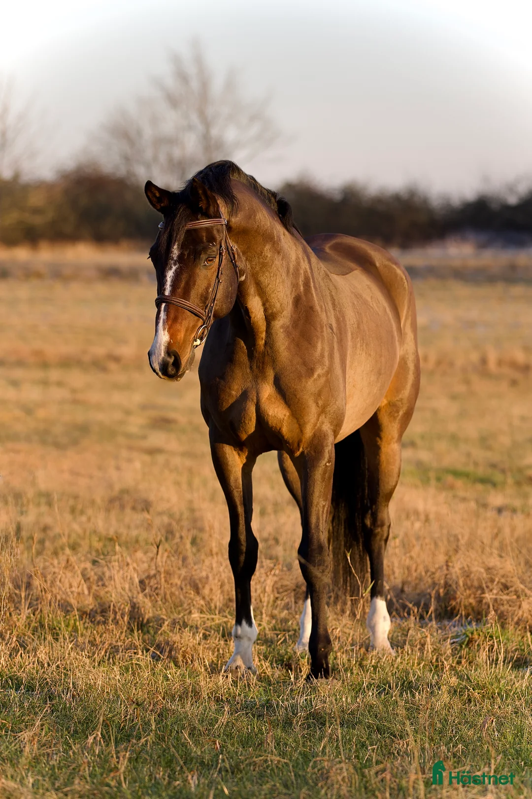 Allround hästar till salu: VÄLSTAMMAD VALACK 🩵 - Annons 1